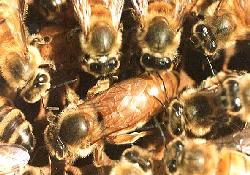 [IMAGE of Apis mellifera]