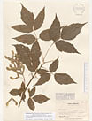 Herbarium sheet image thumbnail