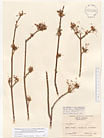 Herbarium sheet image thumbnail