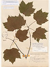 Herbarium sheet image thumbnail