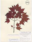 Herbarium sheet image thumbnail