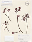 Herbarium sheet image thumbnail