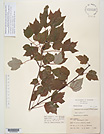 Herbarium sheet image thumbnail