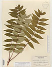 Herbarium sheet image thumbnail