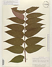 Herbarium sheet image thumbnail