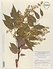 Herbarium sheet image thumbnail