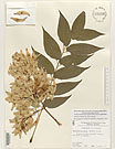 Herbarium sheet image thumbnail