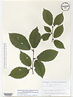 Herbarium sheet image thumbnail