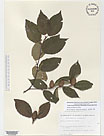 Herbarium sheet image thumbnail