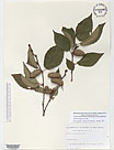 Herbarium sheet image thumbnail