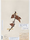 Herbarium sheet image thumbnail