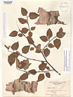 Herbarium sheet image thumbnail