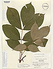 Herbarium sheet image thumbnail