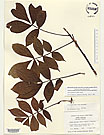 Herbarium sheet image thumbnail