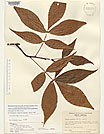 Herbarium sheet image thumbnail