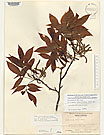 Herbarium sheet image thumbnail