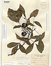 Herbarium sheet image thumbnail