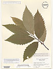 Herbarium sheet image thumbnail