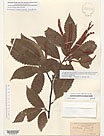 Herbarium sheet image thumbnail