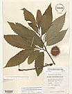 Herbarium sheet image thumbnail