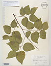 Herbarium sheet image thumbnail