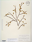 Herbarium sheet image thumbnail