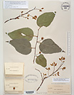 Herbarium sheet image thumbnail