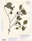 Herbarium sheet image thumbnail