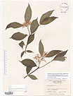 Herbarium sheet image thumbnail