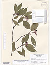 Herbarium sheet image thumbnail