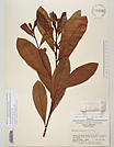 Herbarium sheet image thumbnail