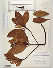 Herbarium sheet image thumbnail