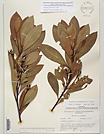 Herbarium sheet image thumbnail