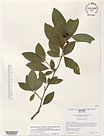 Herbarium sheet image thumbnail