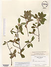 Herbarium sheet image thumbnail