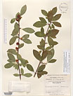 Herbarium sheet image thumbnail