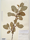 Herbarium sheet image thumbnail