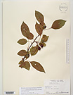 Herbarium sheet image thumbnail