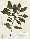 Herbarium sheet image thumbnail