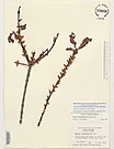 Herbarium sheet image thumbnail