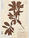 Herbarium sheet image thumbnail