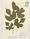 Herbarium sheet image thumbnail