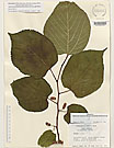 Herbarium sheet image thumbnail