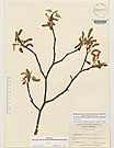 Herbarium sheet image thumbnail