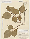 Herbarium sheet image thumbnail