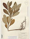 Herbarium sheet image thumbnail