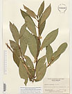 Herbarium sheet image thumbnail