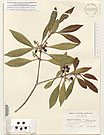 Herbarium sheet image thumbnail