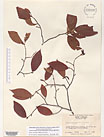 Herbarium sheet image thumbnail