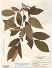 Herbarium sheet image thumbnail